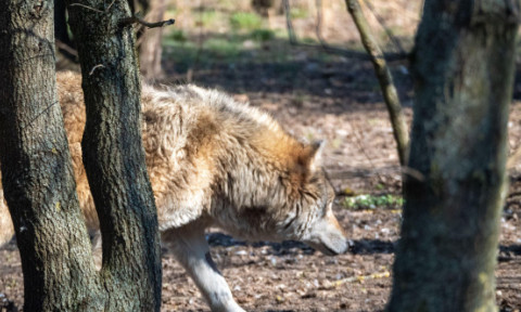 Noapte de coșmar pentru o familie din SUA. „Fiare necunoscute” au atacat casa și au lăsat urme de gheare pe pereți