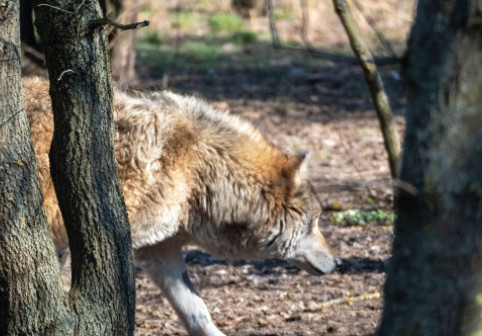 Noapte de coșmar pentru o familie din SUA. „Fiare necunoscute” au atacat casa și au lăsat urme de gheare pe pereți
