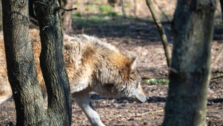 Noapte de coșmar pentru o familie din SUA. „Fiare necunoscute” au atacat casa și au lăsat urme de gheare pe pereți