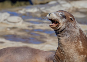 Moment viral la o grădină zoologică din China. Un bărbat a provocat o morsă la abdomene