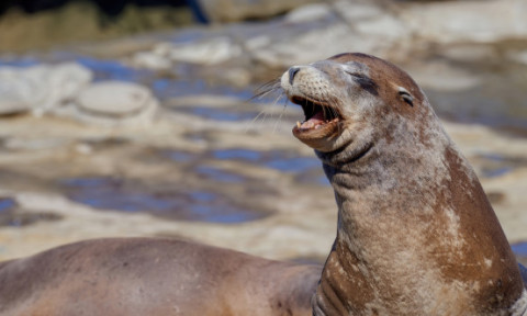 Moment viral la o grădină zoologică din China. Un bărbat a provocat o morsă la abdomene