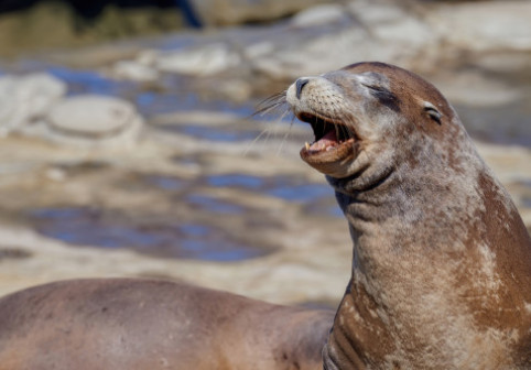 Moment viral la o grădină zoologică din China. Un bărbat a provocat o morsă la abdomene