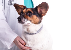 Baoala „invizibilă” care poate ucide câinii în câteva ore. Veterinarii trag un semnal de alarmă