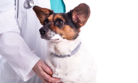 Baoala „invizibilă” care poate ucide câinii în câteva ore. Veterinarii trag un semnal de alarmă