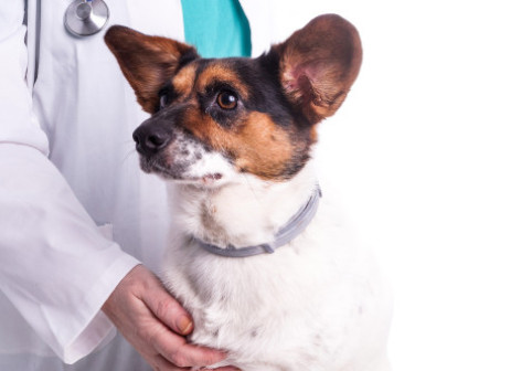 Baoala „invizibilă” care poate ucide câinii în câteva ore. Veterinarii trag un semnal de alarmă