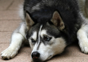 O femeie, devastată după ce și-a luat husky-ul de la salonul de câini. Nu și-a mai recunoscut câinele după tunsoare