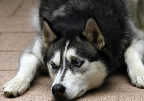 O femeie, devastată după ce și-a luat husky-ul de la salonul de câini. Nu și-a mai recunoscut câinele după tunsoare