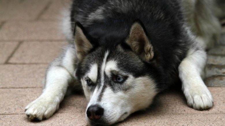 O femeie, devastată după ce și-a luat husky-ul de la salonul de câini. Nu și-a mai recunoscut câinele după tunsoare