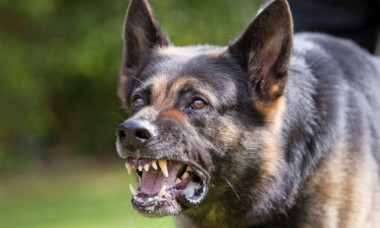 Trei rase de câini pe care ar trebui să le eviți. Una poate „ucide lupi”