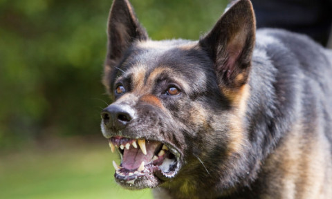 Trei rase de câini pe care ar trebui să le eviți. Una poate „ucide lupi”