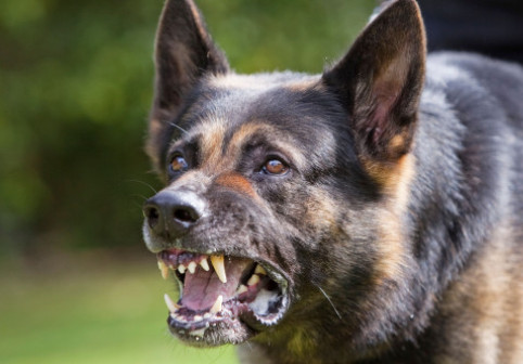 Trei rase de câini pe care ar trebui să le eviți. Una poate „ucide lupi”