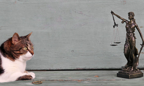 O pisică a ajuns la tribunal! Stăpâna, obligată să plătească pentru „vizitele” nepoftite ale motanului