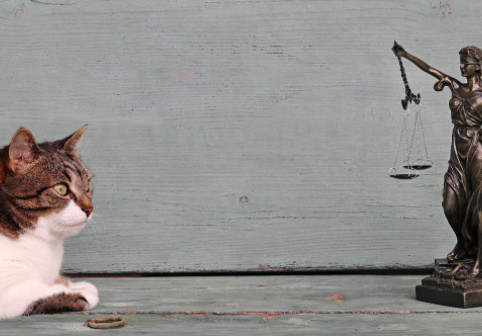 O pisică a ajuns la tribunal! Stăpâna, obligată să plătească pentru „vizitele” nepoftite ale motanului