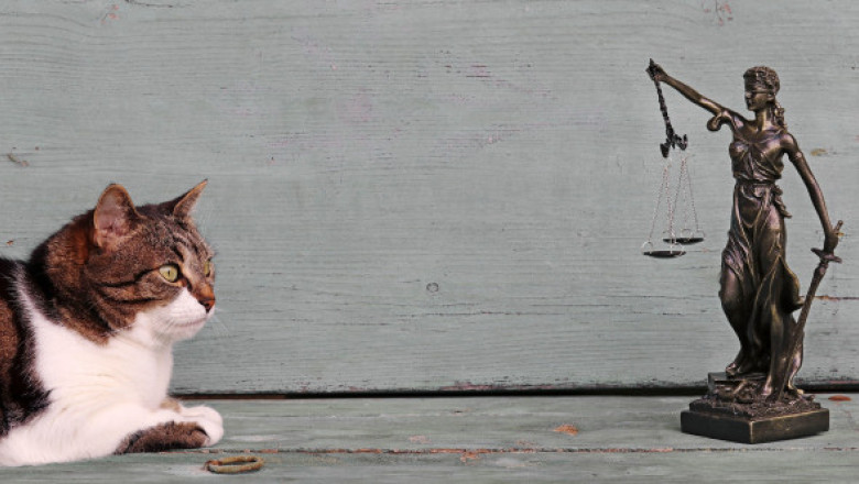 O pisică a ajuns la tribunal! Stăpâna, obligată să plătească pentru „vizitele” nepoftite ale motanului