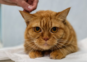 A plătit 600 de lire la veterinar, crezând că pisica ei e bolnavă. Ce a aflat a doua zi a lăsat-o fără cuvinte