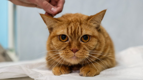 A plătit 600 de lire la veterinar, crezând că pisica ei e bolnavă. Ce a aflat a doua zi a lăsat-o fără cuvinte