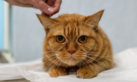 A plătit 600 de lire la veterinar, crezând că pisica ei e bolnavă. Ce a aflat a doua zi a lăsat-o fără cuvinte