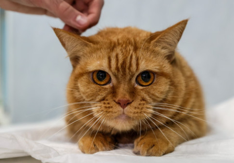 A plătit 600 de lire la veterinar, crezând că pisica ei e bolnavă. Ce a aflat a doua zi a lăsat-o fără cuvinte