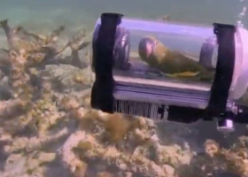 Un papagal a mers cu submarinul în vacanță. Imaginile cu pasărea sub apă sunt virale: „A intrat de bunăvoie”