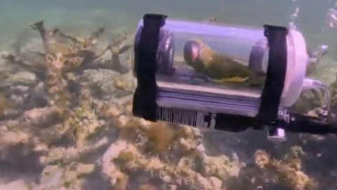 Un papagal a mers cu submarinul în vacanță. Imaginile cu pasărea sub apă sunt virale: „A intrat de bunăvoie”
