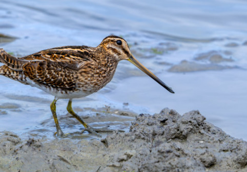 Cum arată cea mai lentă pasăre de pe planetă: „Se târăște prin aer”