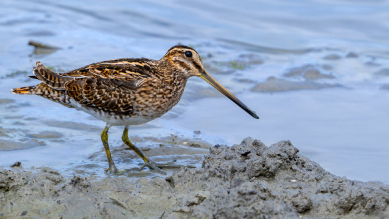 Cum arată cea mai lentă pasăre de pe planetă: „Se târăște prin aer”