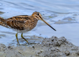 Cum arată cea mai lentă pasăre de pe planetă: „Se târăște prin aer”