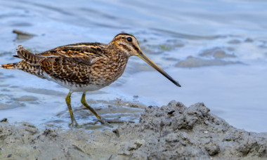 Cum arată cea mai lentă pasăre de pe planetă: „Se târăște prin aer”