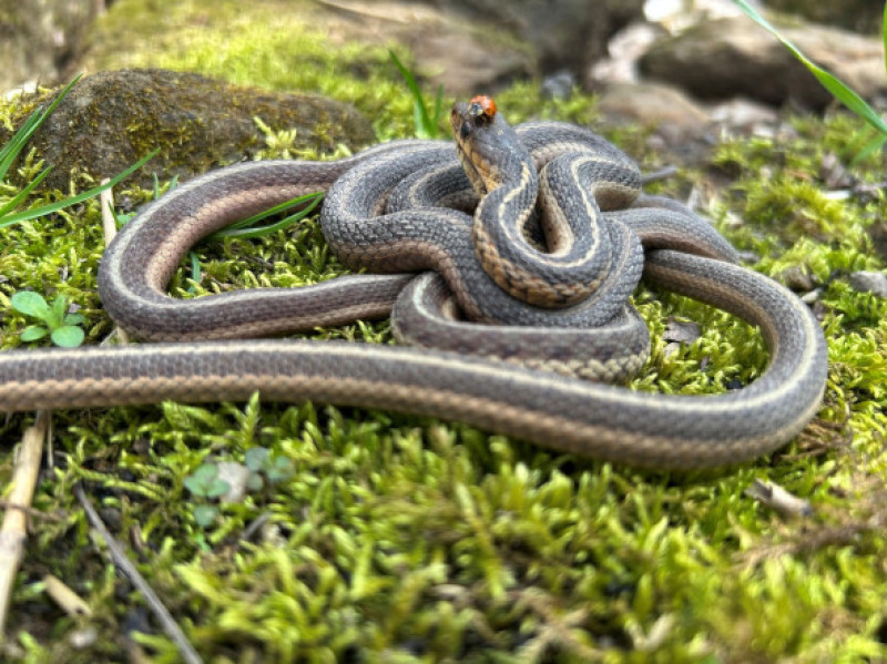 Momentul când un grup de șerpi iese din hibernare/ Foto: Facebook