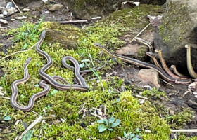 Momentul când un grup de șerpi iese din hibernare, surprins de un angajat al unui parc. Imaginile sunt virale