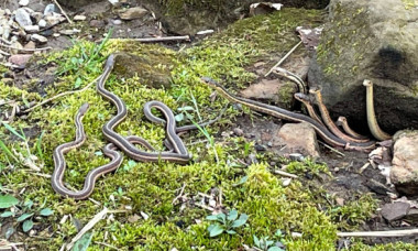 Momentul când un grup de șerpi iese din hibernare, surprins de un angajat al unui parc. Imaginile sunt virale