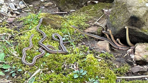 Momentul când un grup de șerpi iese din hibernare, surprins de un angajat al unui parc. Imaginile sunt virale