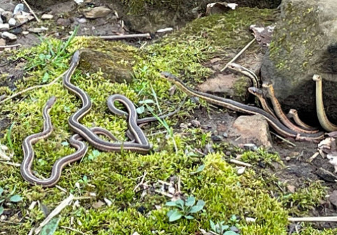 Momentul când un grup de șerpi iese din hibernare, surprins de un angajat al unui parc. Imaginile sunt virale