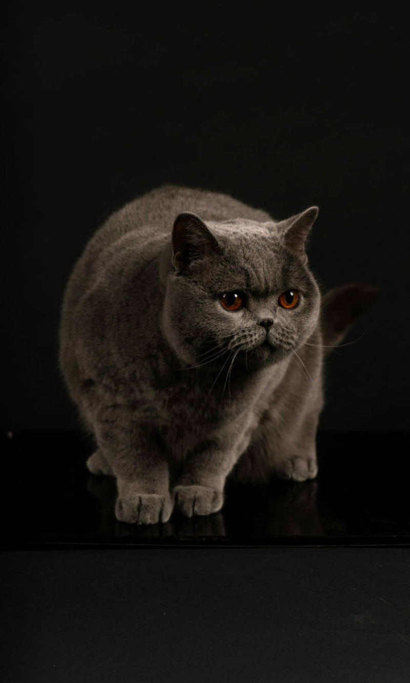 Kira Kiralina/ Foto: Facebook