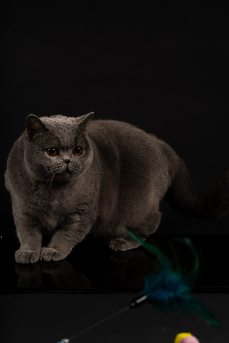 Kira Kiralina/ Foto: Facebook