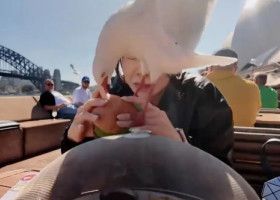 Momentul când un pescăruș încearcă să-i fure mâncarea unei femei pe malul mării. Imaginile sunt virale