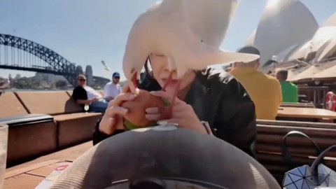 Momentul când un pescăruș încearcă să-i fure mâncarea unei femei pe malul mării. Imaginile sunt virale