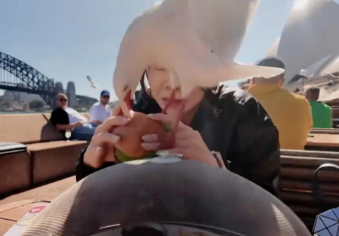 Momentul când un pescăruș încearcă să-i fure mâncarea unei femei pe malul mării. Imaginile sunt virale