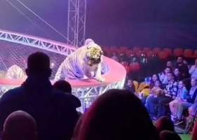 Scene de groază la un circ din Rusia. Un tigru a sărit spre public după ce plasa de siguranță s-a rupt