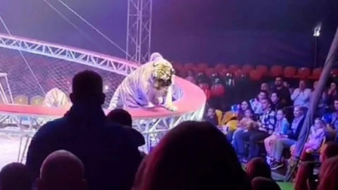 Scene de groază la un circ din Rusia. Un tigru a sărit spre public după ce plasa de siguranță s-a rupt