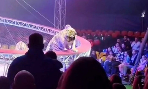 Scene de groază la un circ din Rusia. Un tigru a sărit spre public după ce plasa de siguranță s-a rupt