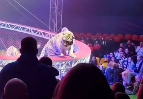 Scene de groază la un circ din Rusia. Un tigru a sărit spre public după ce plasa de siguranță s-a rupt