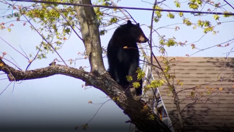 Un urs negru „s-a jucat” cu poliția din New York. A stat ore întregi atârnat într-un copac, înainte să cadă