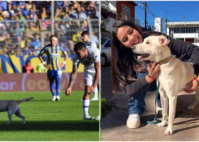 Un cățel pierdut a intrat pe teren la un meci al echipei lui Angel Di Maria. Stăpânii l-au găsit după ce a devenit viral