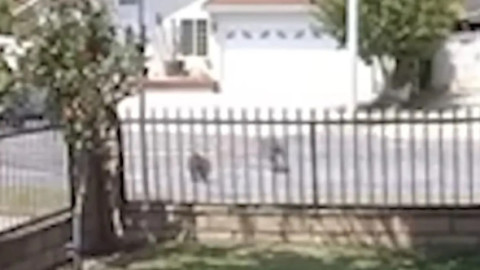 Momentul când o pisică în vârstă de 10 ani se luptă cu un coiot. Stăpâna a rămas fără cuvinte