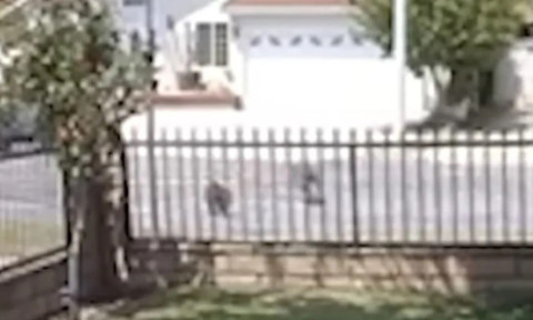 Momentul când o pisică în vârstă de 10 ani se luptă cu un coiot. Stăpâna a rămas fără cuvinte