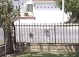 Momentul când o pisică în vârstă de 10 ani se luptă cu un coiot. Stăpâna a rămas fără cuvinte