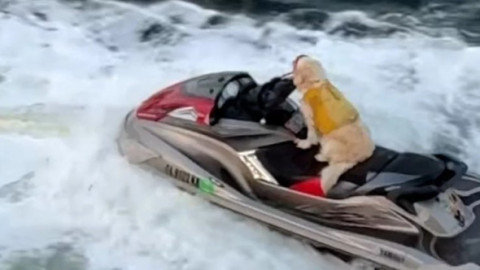 Imagini virale cu o cățelușă care „conduce” un jet ski, în timp ce stăpânul ei se plimba pe hoverboard: „Este complet concentrată”