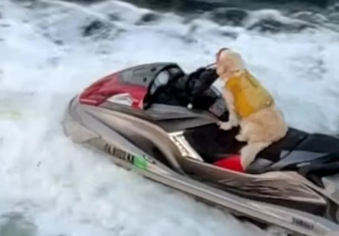 Imagini virale cu o cățelușă care „conduce” un jet ski, în timp ce stăpânul ei se plimba pe hoverboard: „Este complet concentrată”