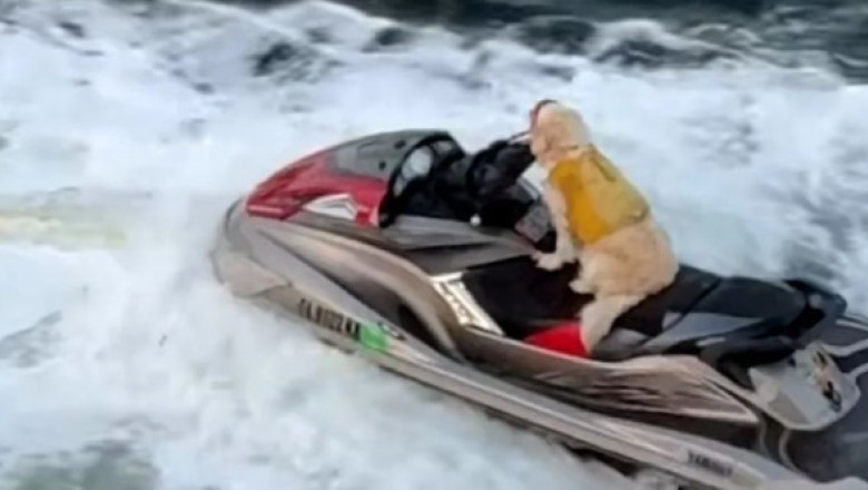 Imagini virale cu o cățelușă care „conduce” un jet ski, în timp ce stăpânul ei se plimba pe hoverboard: „Este complet concentrată”